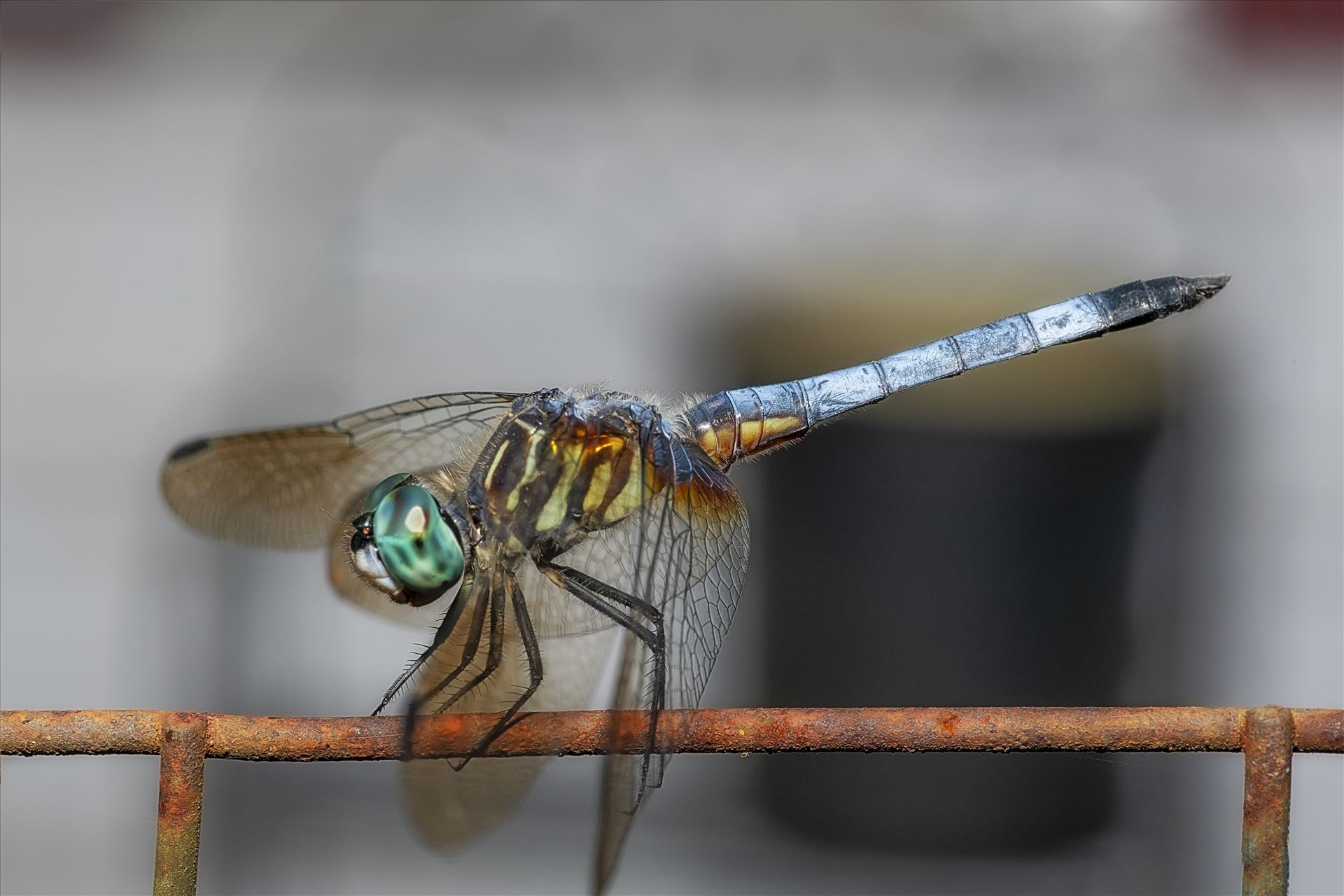green and blue dragonfly on old rusted wire fence macro ss as sf 8500260.jpg - close up macro photography of green and blue dragonfly that landed on an old rusty wire fence by Terry Kelly Photography