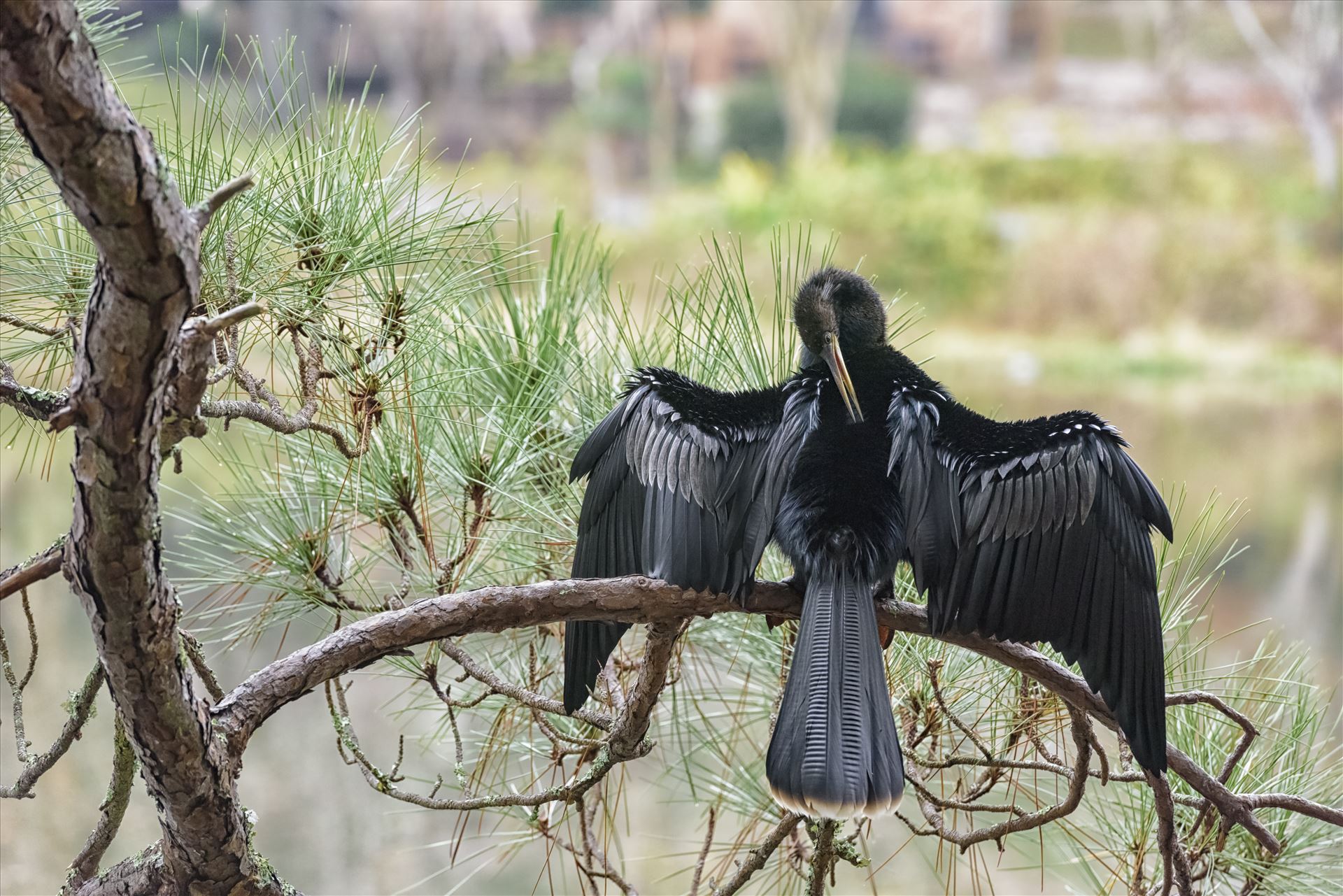 Cormorant on pine tree branch ss RAW6104.jpg -  by Terry Kelly Photography