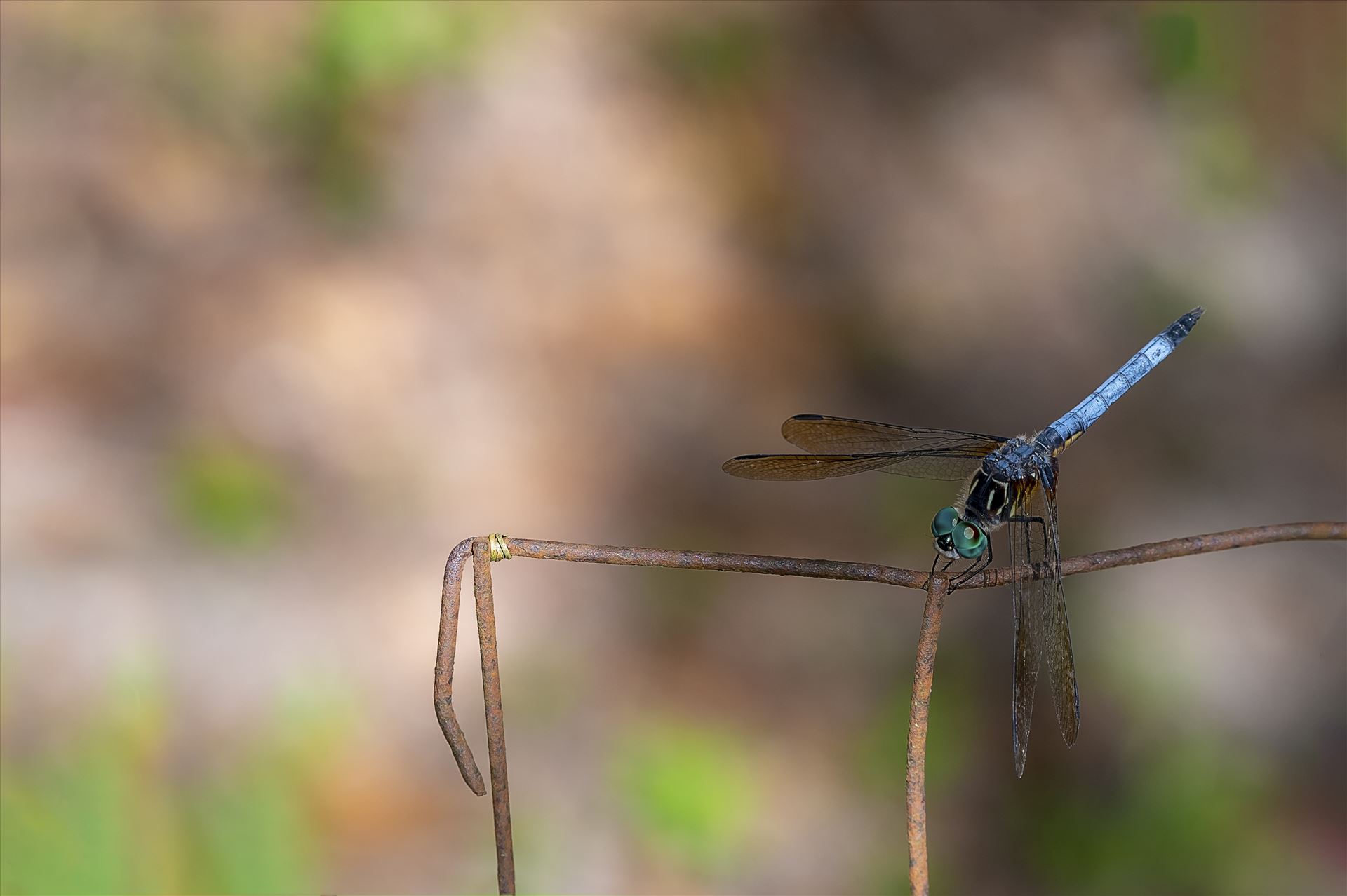 blue green dragonfly on rusted wire fence ss as 8500196.jpg - close up macro photography of green and blue dragonfly that landed on an old rusty wire fence by Terry Kelly Photography
