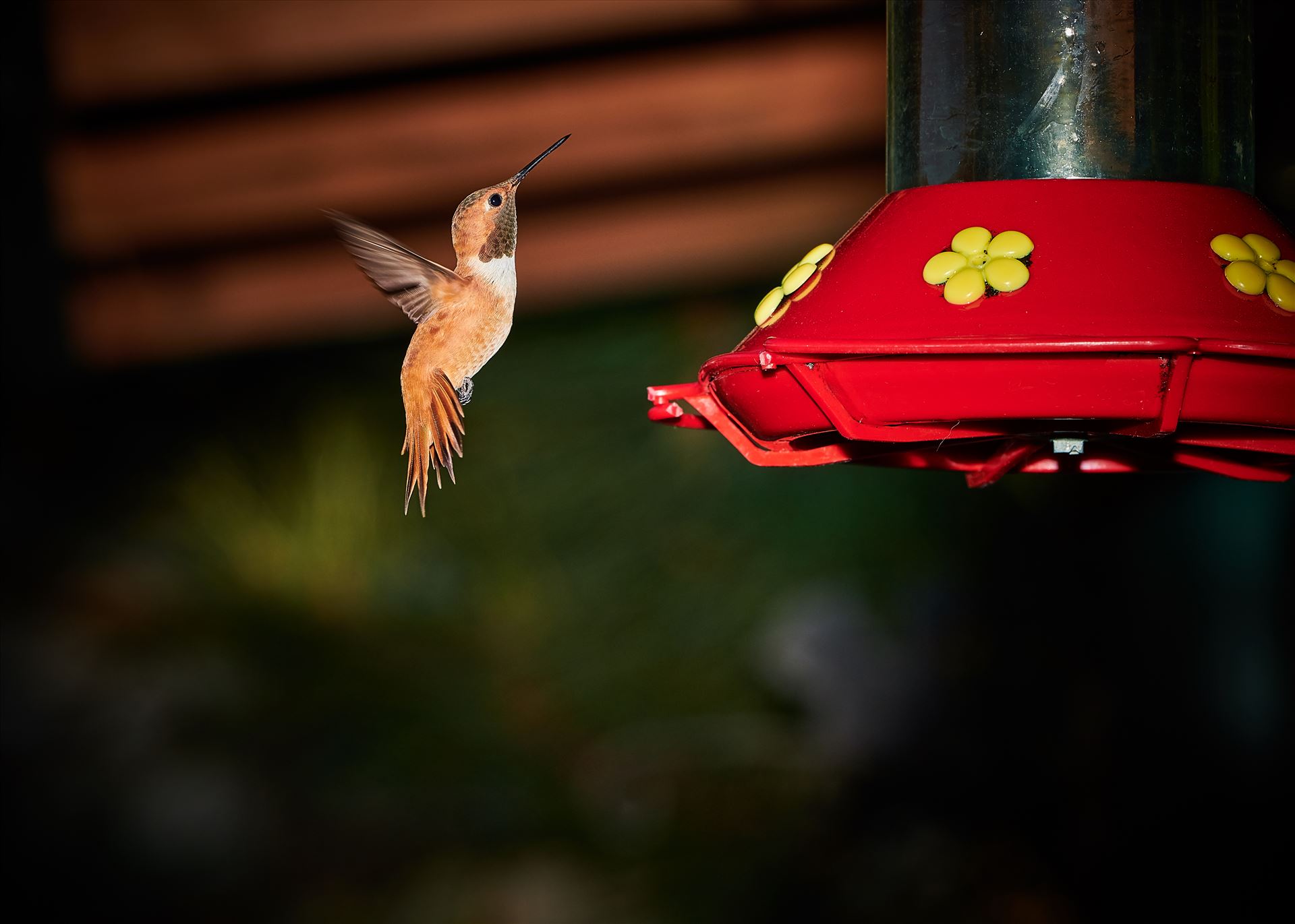 hummingbird hovering near feeder 8500590 ss as sf.jpg - Hummingbird hovering near feeder, Cloudcroft New Mexico, Lincoln National Forest by Terry Kelly Photography