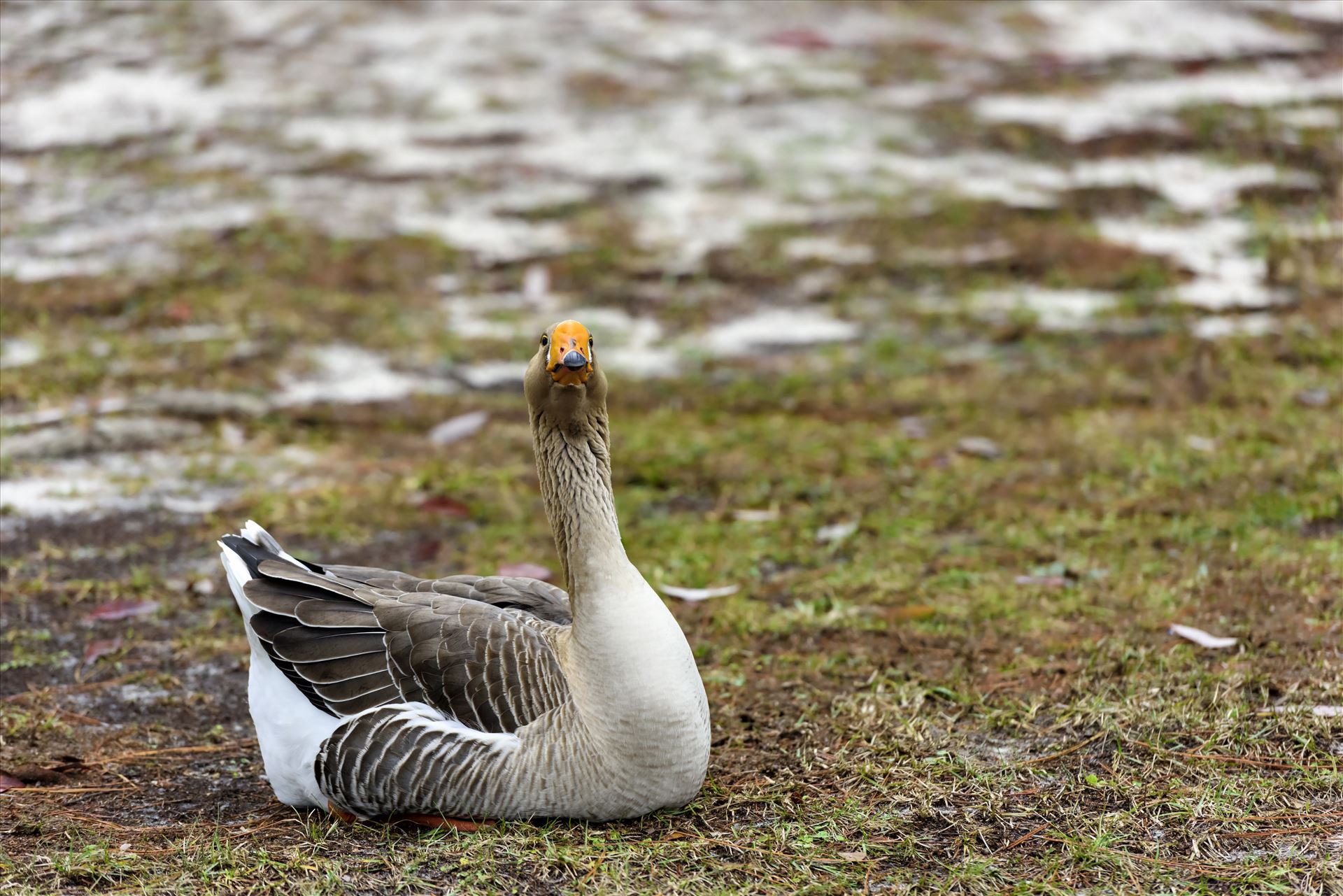 goose sitting on grass ss RAW6185.jpg -  by Terry Kelly Photography