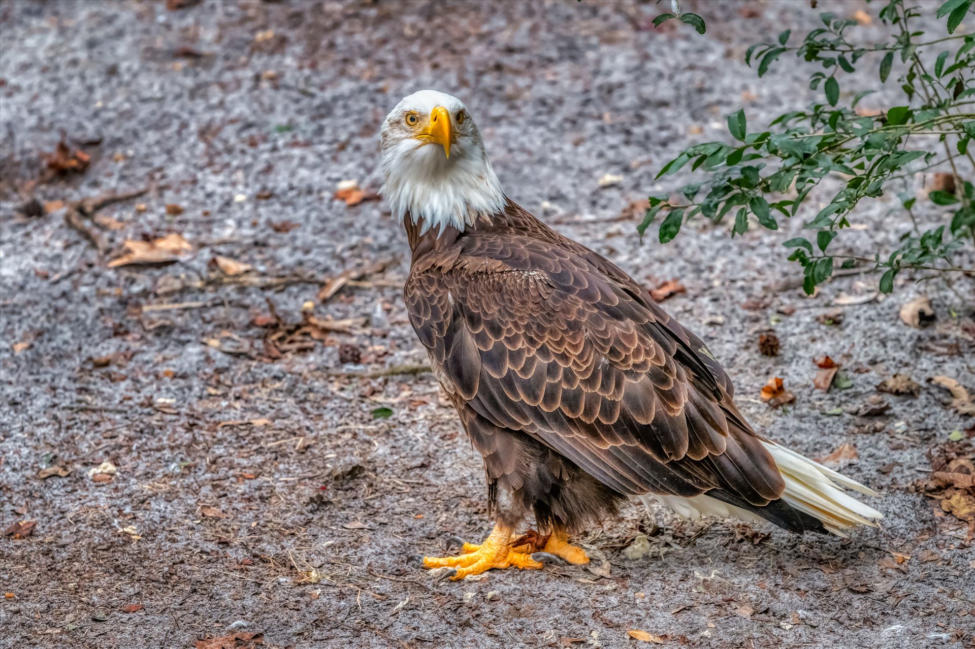 Bald Eagle - Bald Eagle standing on the ground and looking back by Terry Kelly Photography
