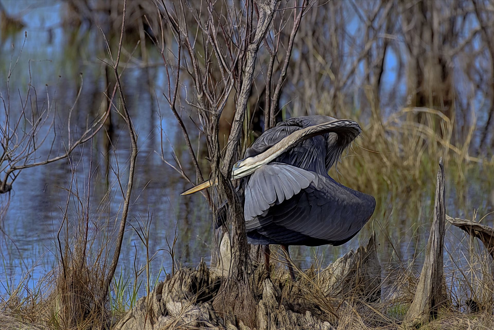 great blue heron st. andrews state park 8108035.jpg -  by Terry Kelly Photography