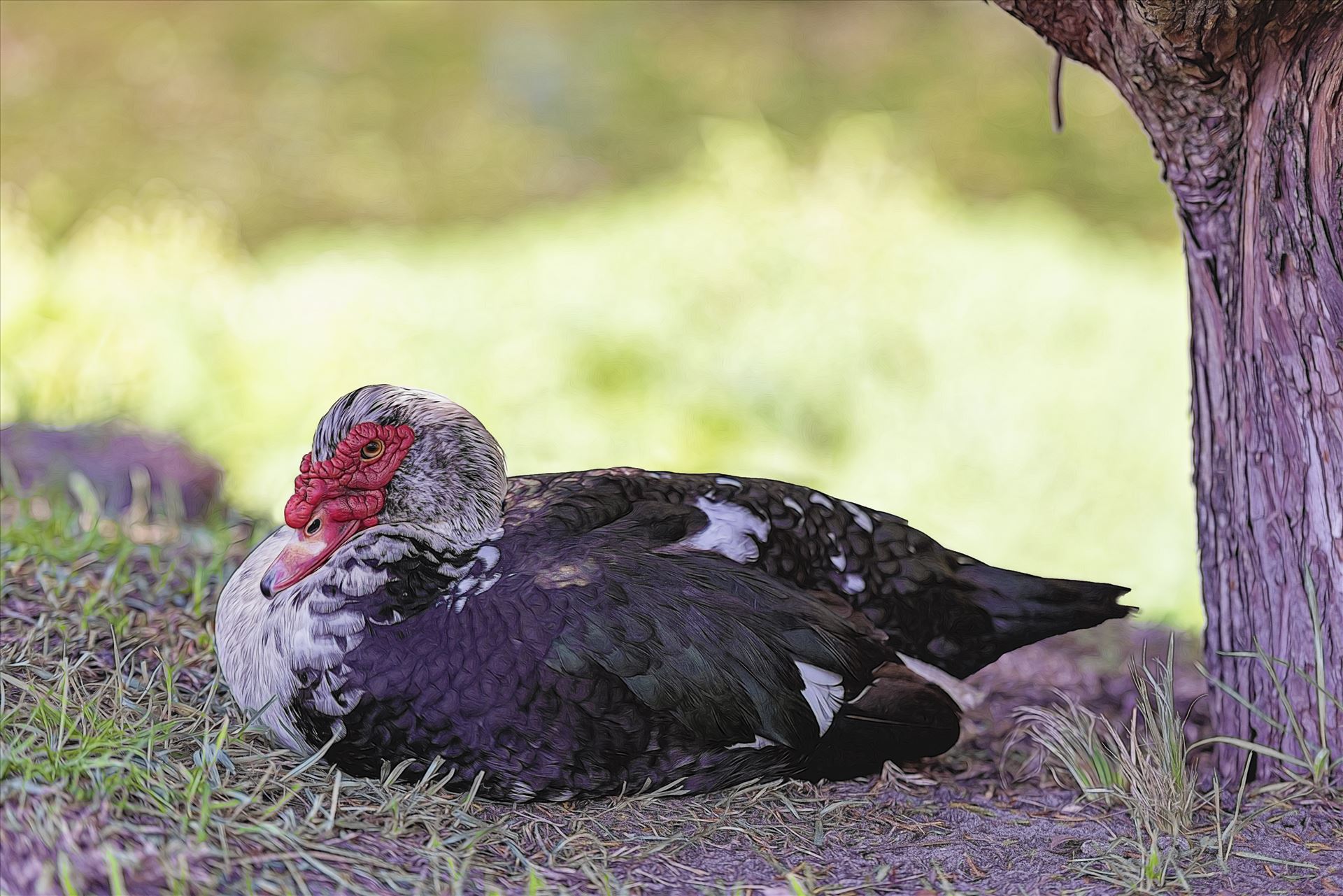 Muscovy Duck 8108650.jpg - Muscovy Duck sitting in the shade under a tree in Veterans Park, Callaway, Florida by Terry Kelly Photography