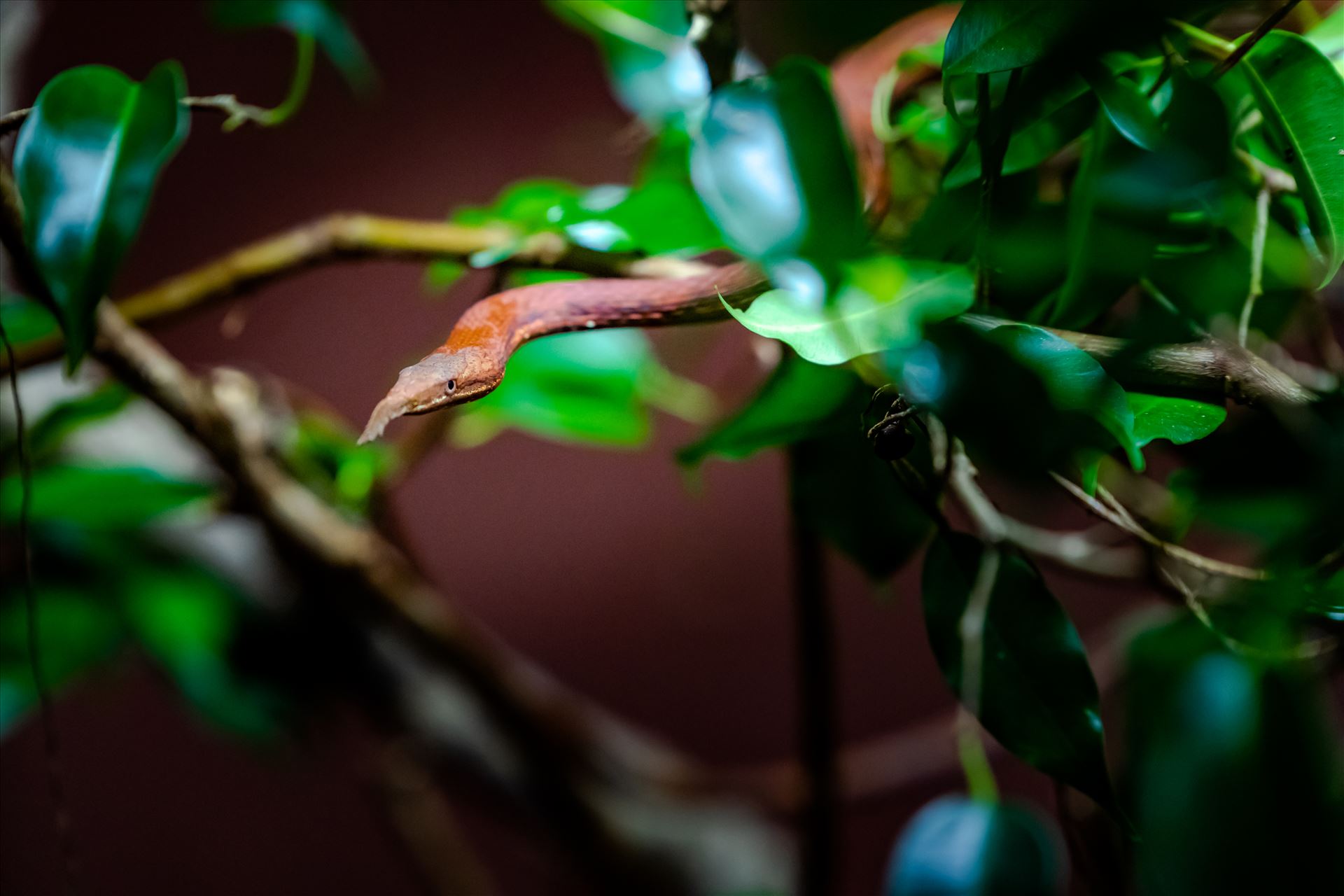 madagascar leaf nosed snake ss as sf.jpg - madagascar leaf nosed snake crawling out of small bush. by Terry Kelly Photography