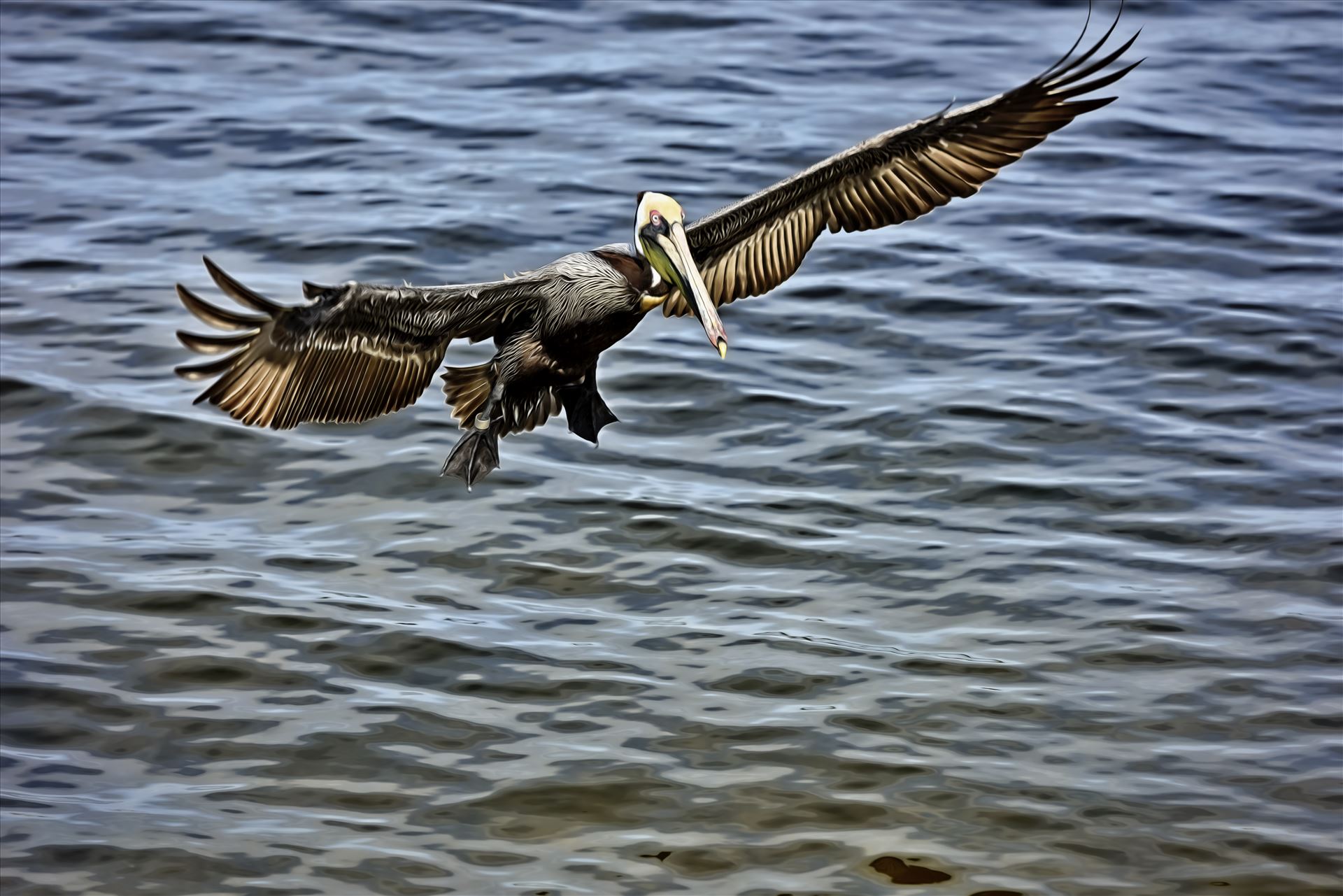 brown pelican landing st. andrews state park 8108262.jpg -  by Terry Kelly Photography
