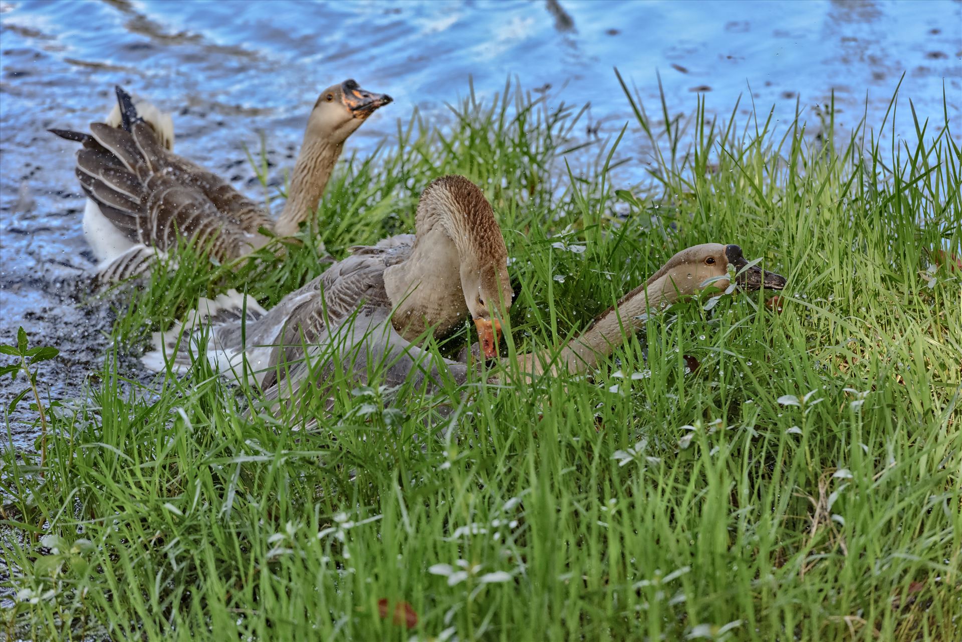 Geese mma at lake caroline 8108182.jpg -  by Terry Kelly Photography