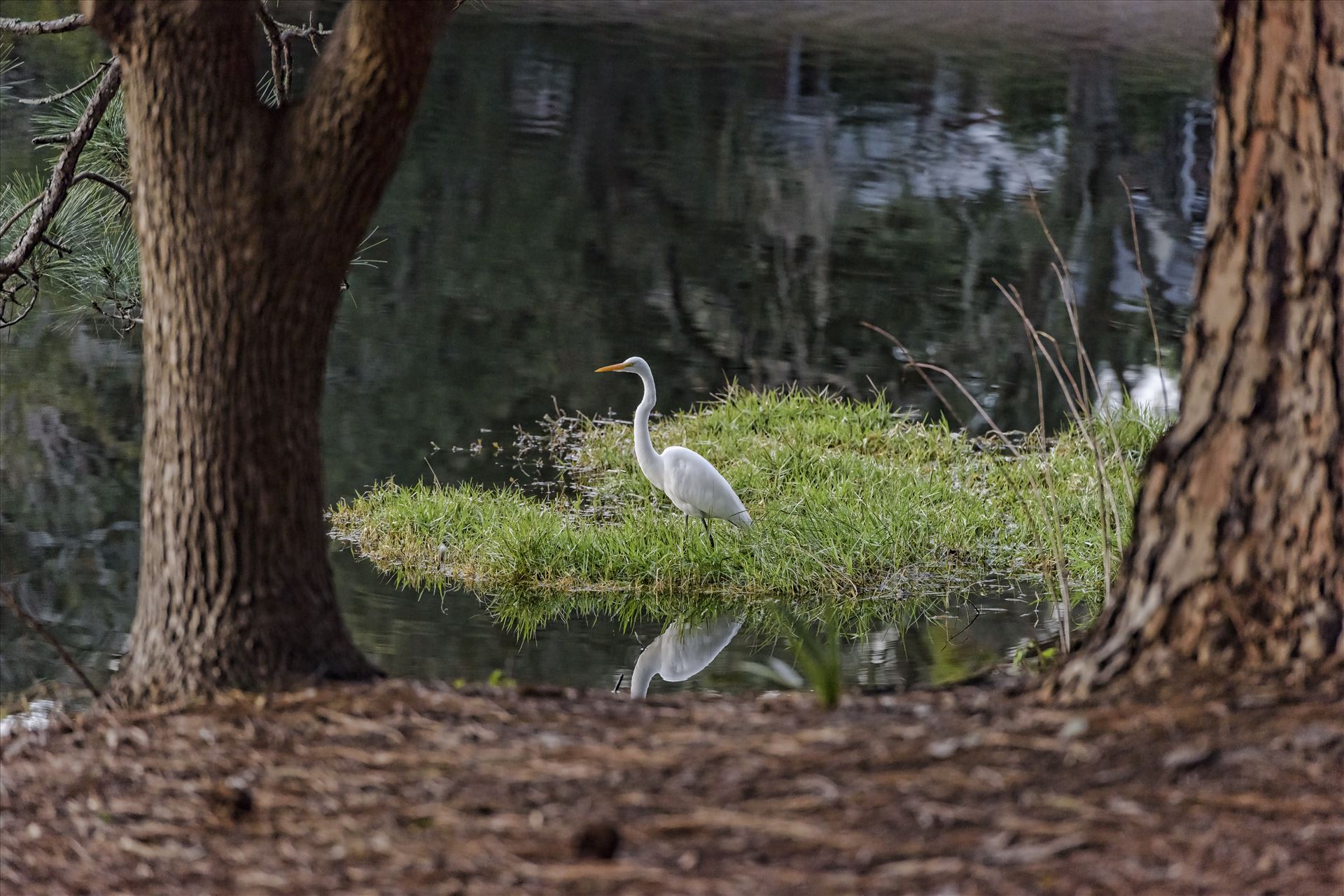 Great white egret ss alamy 8106412.jpg -  by Terry Kelly Photography