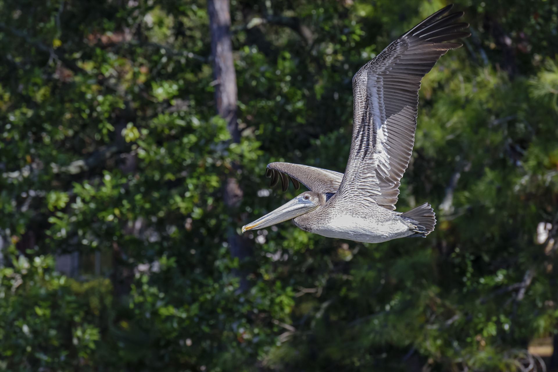 close up brown pelican flying ss 8106764.jpg -  by Terry Kelly Photography