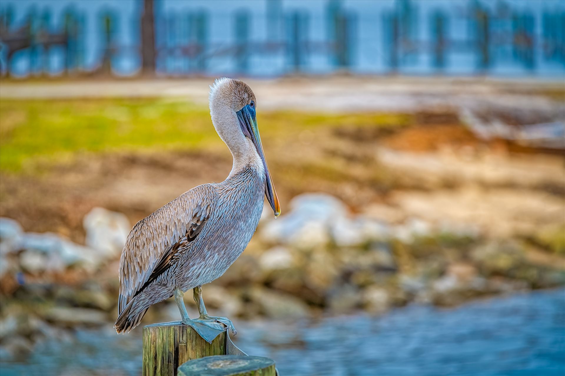 brown pelican - brown pelican standing on post by Terry Kelly Photography