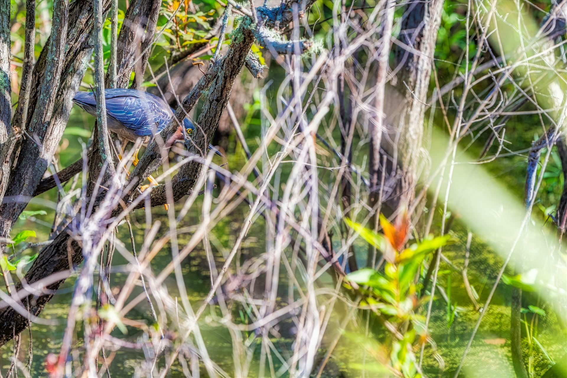 Green Heron - Green Heron stalking food in gator lake at St. Andrews State Park by Terry Kelly Photography