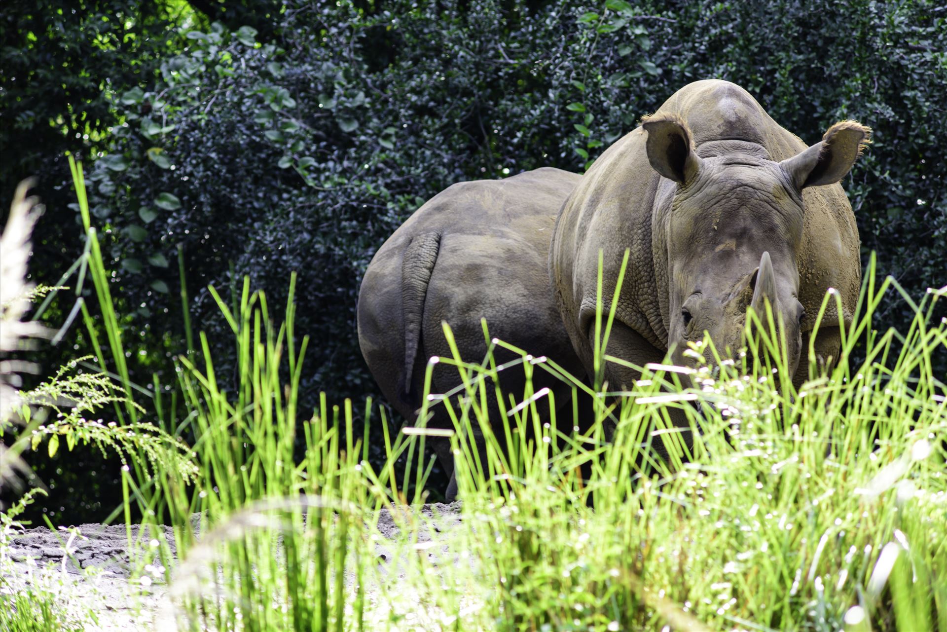 _RAW0045.jpg - Rhinocerous by Terry Kelly Photography