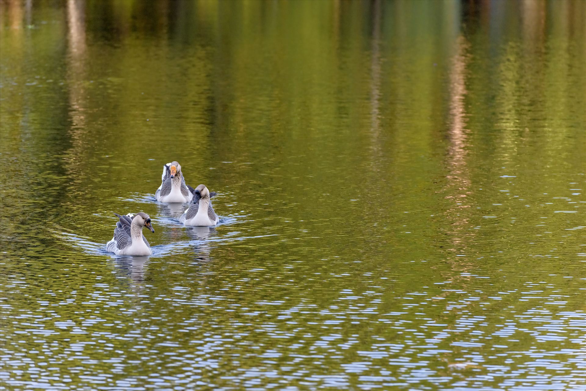 three gease swimming in pond ss RAW6220.jpg -  by Terry Kelly Photography