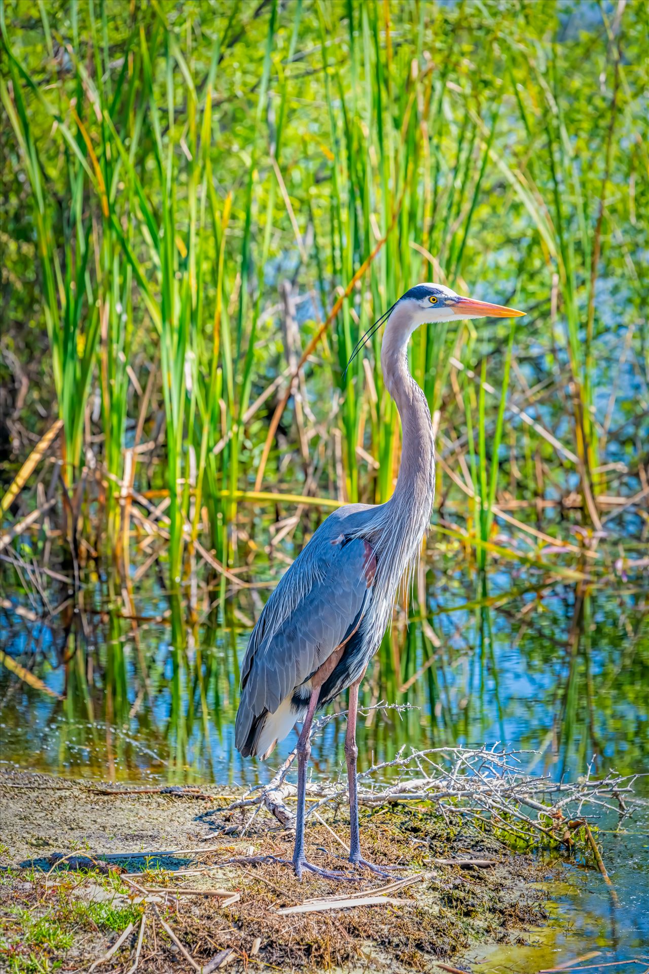 great blue heron - great blue heron stand on bank of gator lake at St. Andrews State park, Panama City, Florida by Terry Kelly Photography