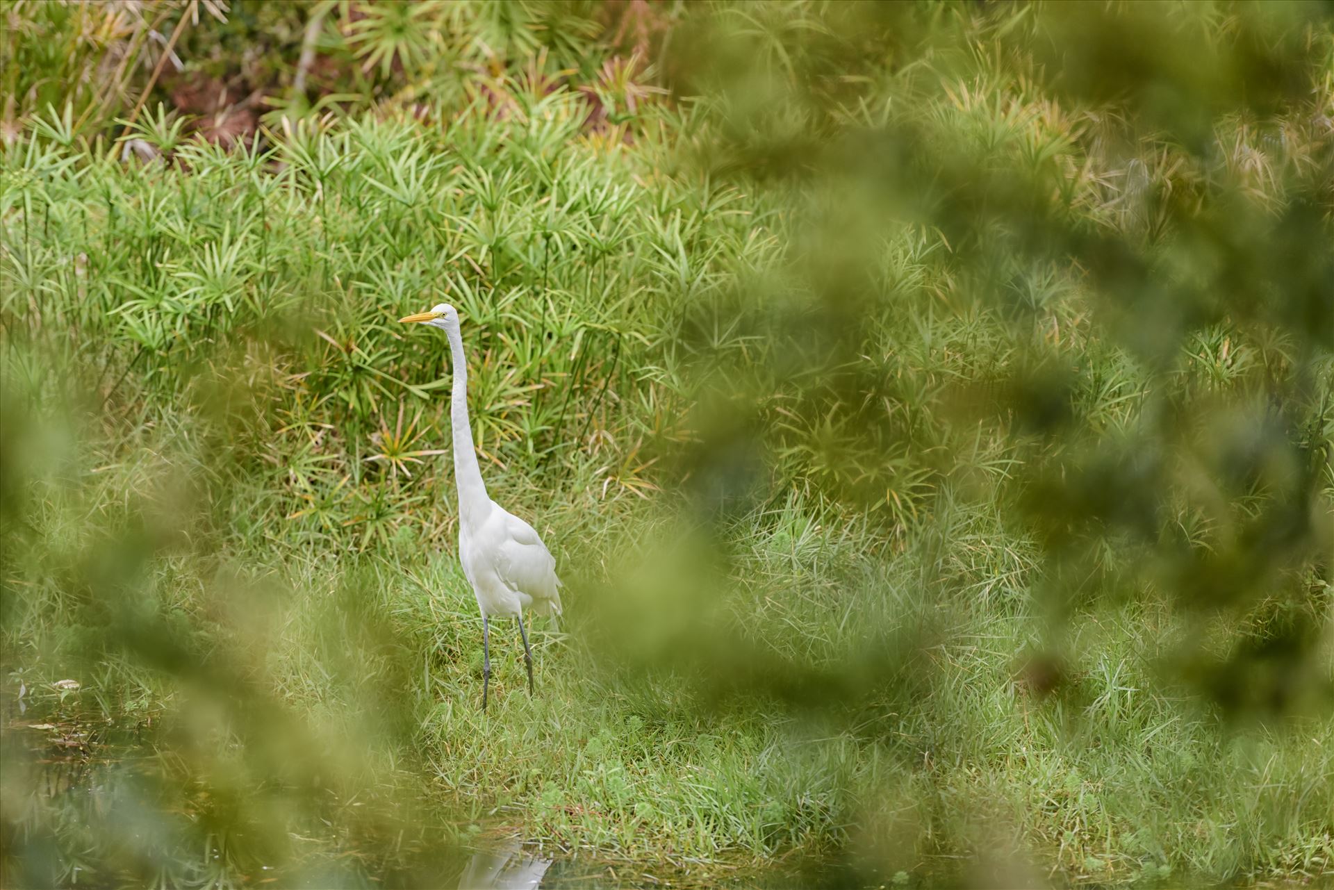great egret standing tall ss RAW6093.jpg -  by Terry Kelly Photography