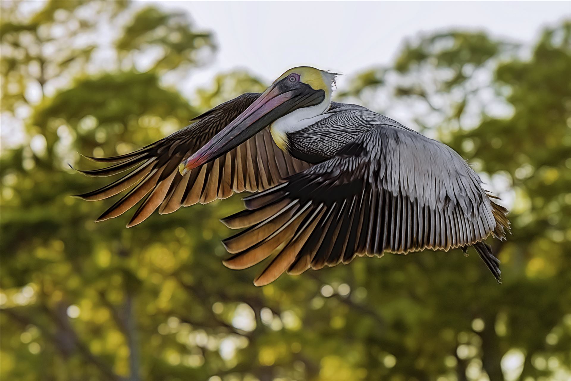 brown pelican st. andrews state park 8107963.jpg -  by Terry Kelly Photography