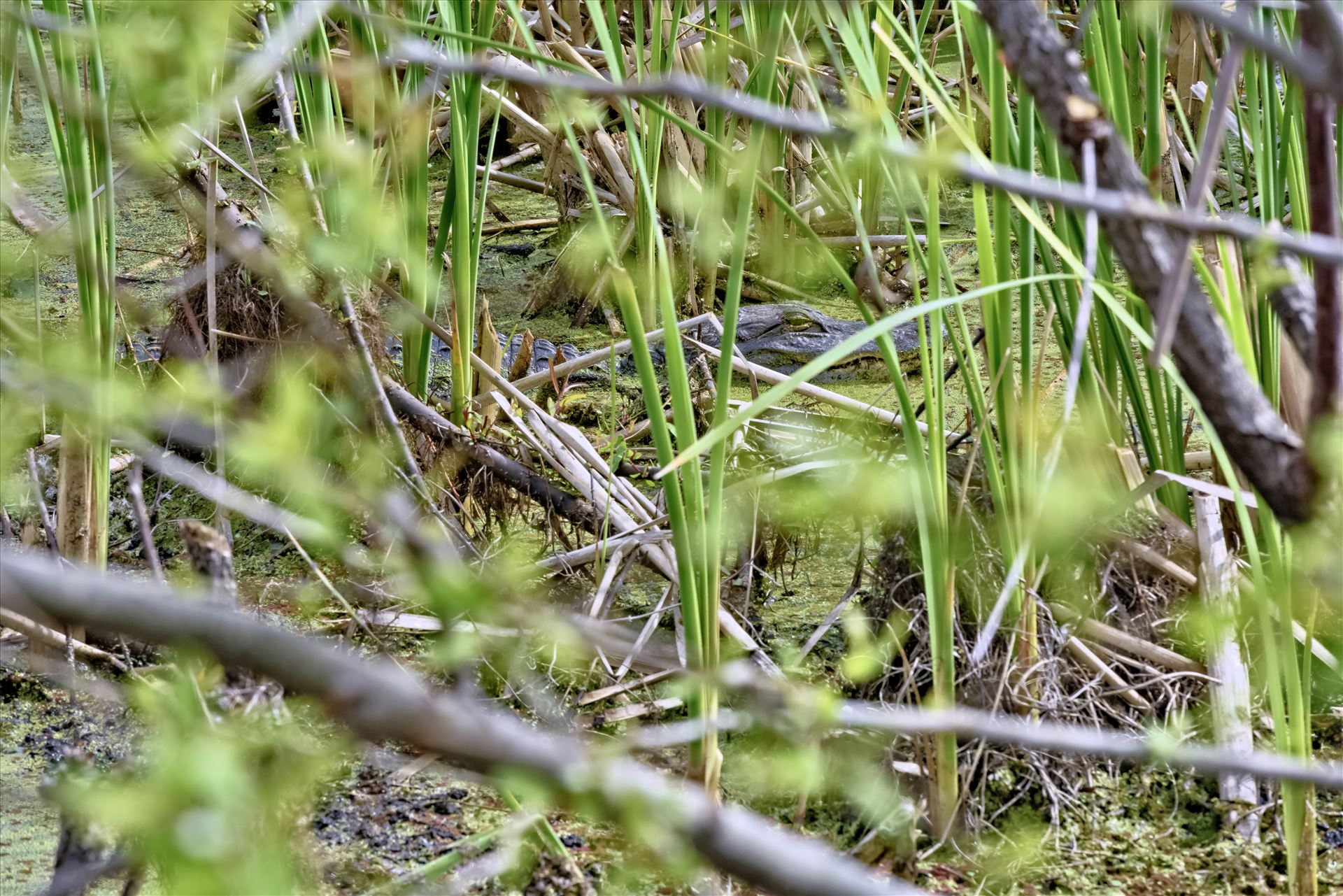 i see you gator at gator lake st. andrews state park 8108378.jpg -  by Terry Kelly Photography
