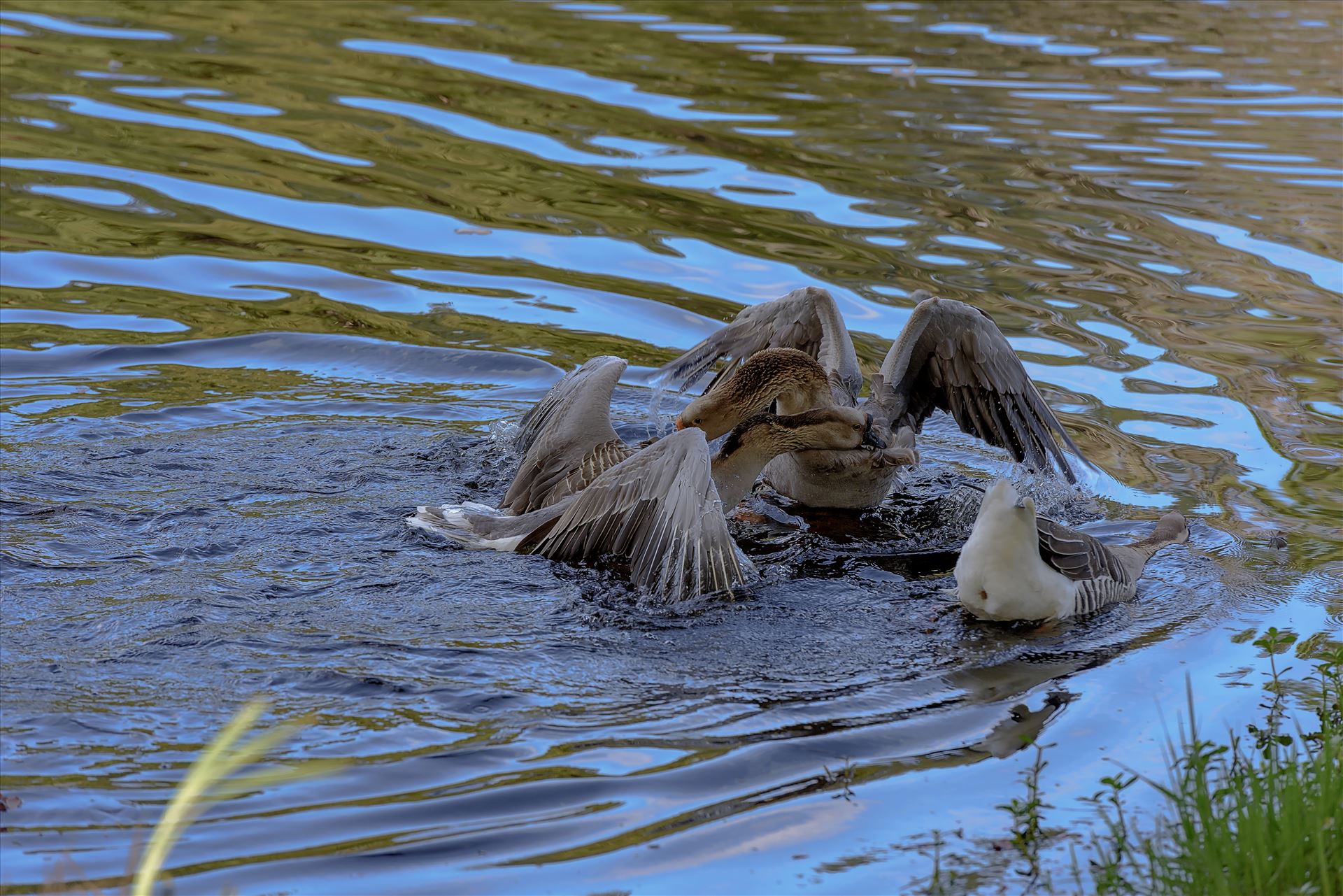 Geese mma at lake caroline 8108145.jpg -  by Terry Kelly Photography