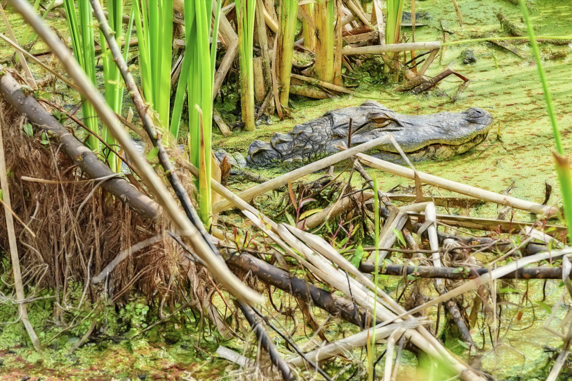 gator at gator lake in st. andrews state park 8108379.jpg -  by Terry Kelly Photography