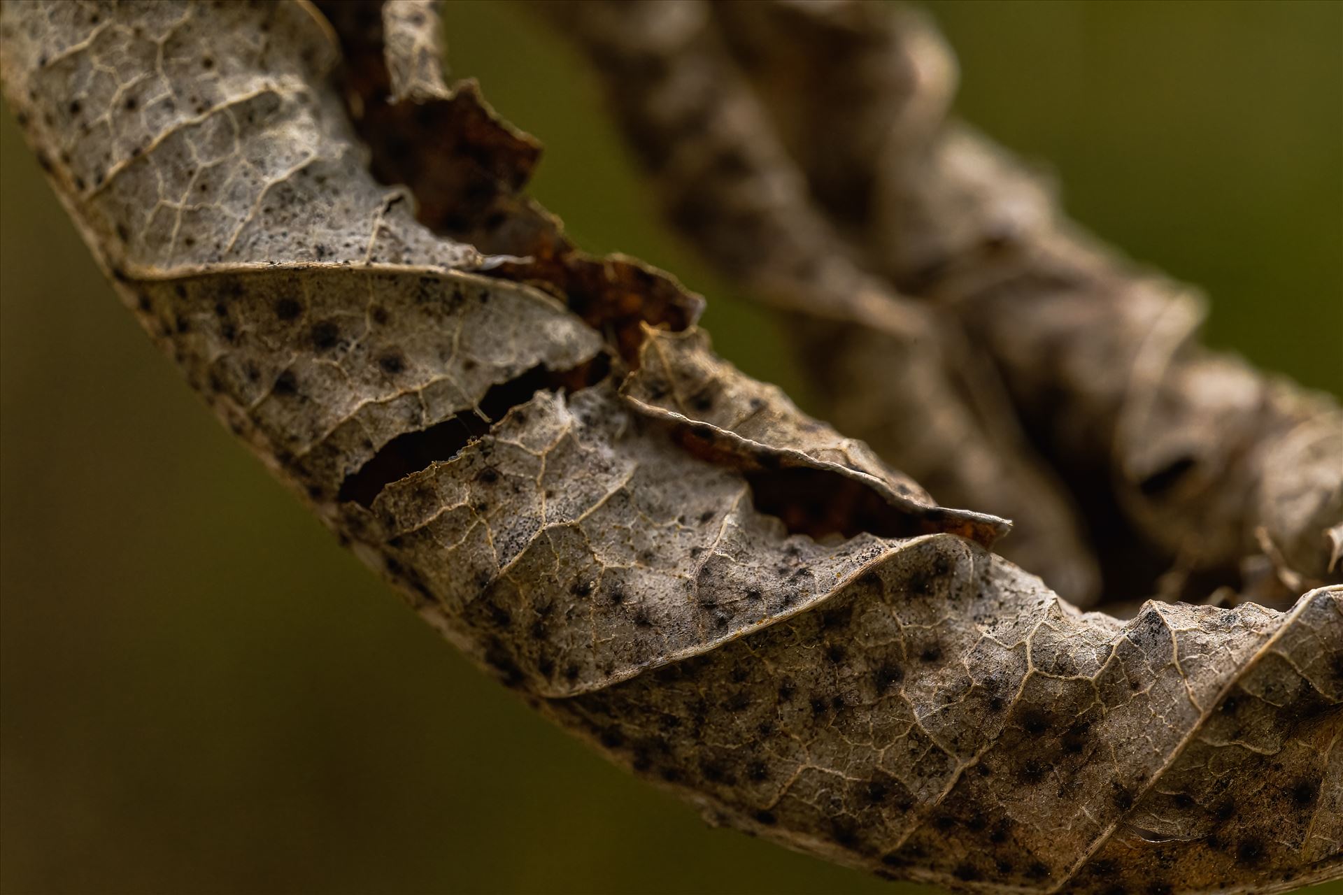 A close-up, selective focus on a brown leaf suspended - A close-up, selective focus on a brown leaf suspended, showcasing the beauty in the intricate details of life's inevitable cycle. by Terry Kelly Photography