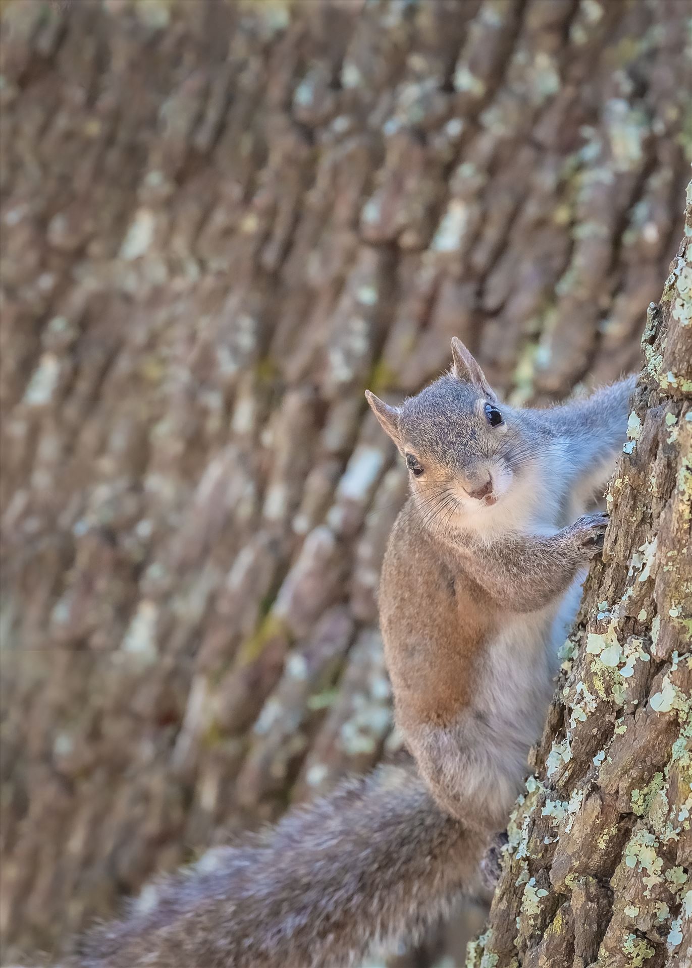 Squirrel - squirrel on oak tree by Terry Kelly Photography