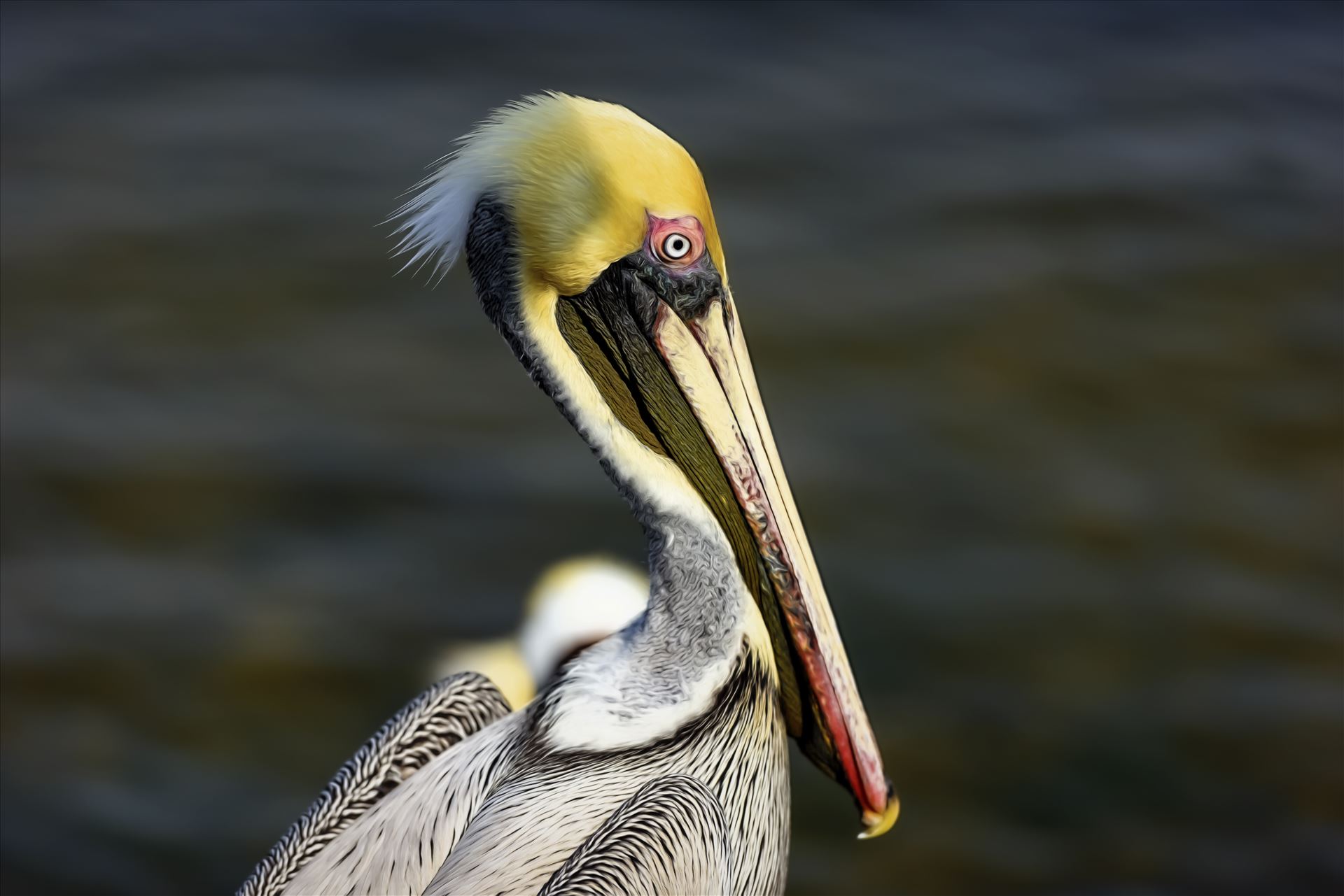brown pelican portrait st. andrews state park 8108272.jpg -  by Terry Kelly Photography