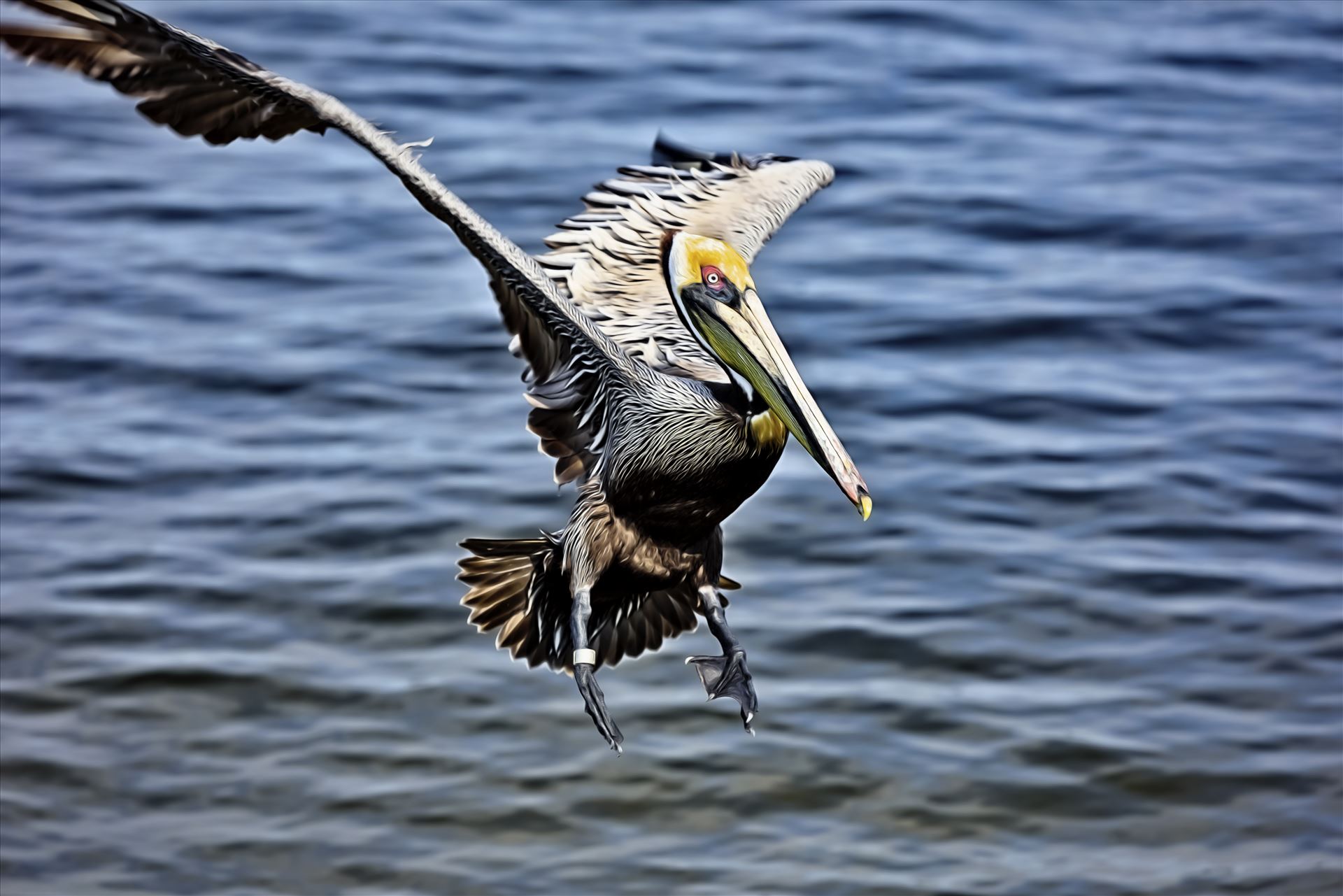 brown pelican landing st. andrews state park 8108265.jpg -  by Terry Kelly Photography
