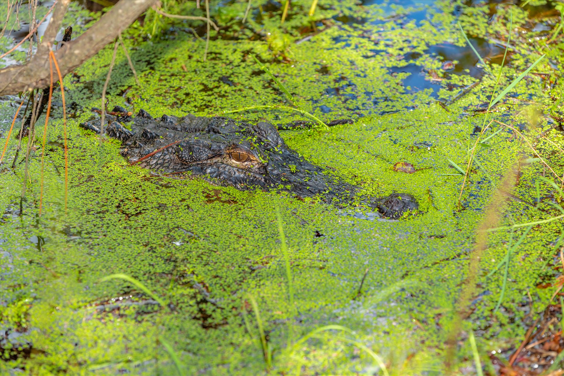 3-4 foot alligator at the very edge of path, gator lake at st andrews state park ss as-8502097.jpg - Scary that I didn't see this guy until I was right in front of him! On the path beside gator lake in St. Andrews state park, Florida by Terry Kelly Photography