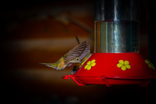 Hummingbird drinking sugar water from feeder. Cloudcroft New Mexico, Lincoln National Forest