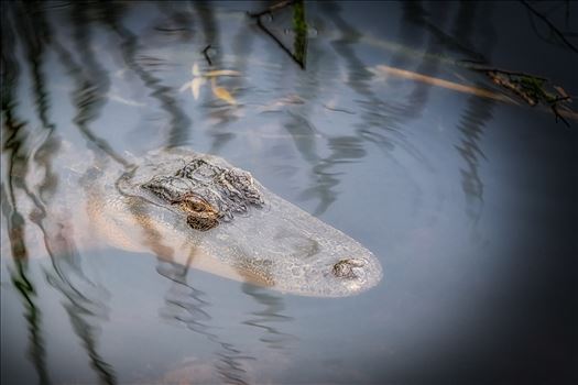 Florida Alligator in St. Andrews State Park, Panama City, Florida
