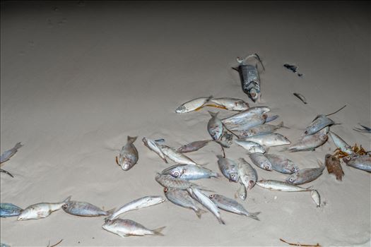 September 15 2018 Dead fish from red tide on Panama City Beach, Florida
