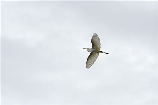 Great white egret flying high over Lake Caroline in Panama city, Florida.