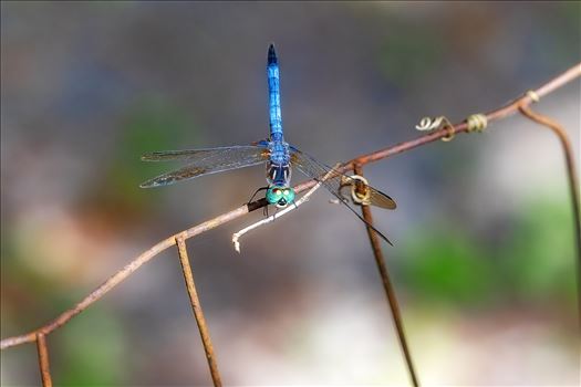 Preview of blue green dragonfly on rusted wire fence ss as sf 8500186.jpg