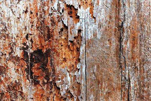 An abstract macro perspective capturing the fascinating textures of a decayed and lifeless tree trunk. Nature's artistry in decay.