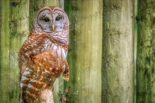 Perched Barred Owl staring
