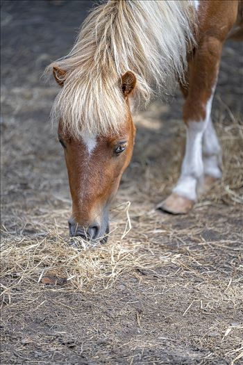 close up photo of shetland pony eating hay
