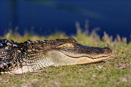 5 foot alligator sleeping on the shore at gator lake, St. Andrews State Park, Panama City Beach, Florida