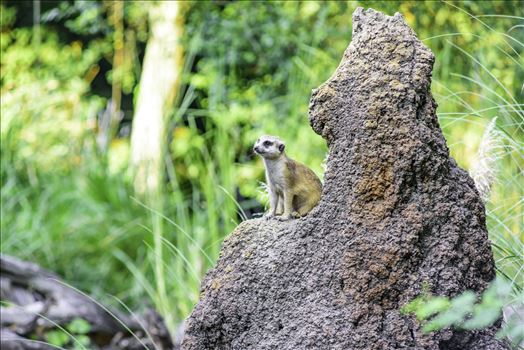 Meerkat on lookout on top of mound
