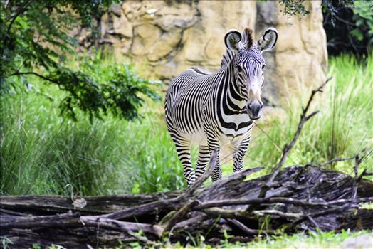 Zebra standing in the wilderness 