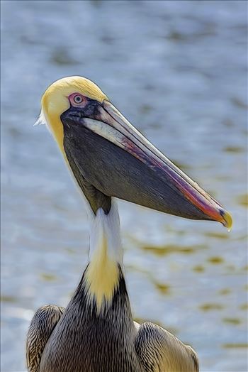 Closeup of a brown pelican, St. Andrews State Park, Panama City Beach, Florida