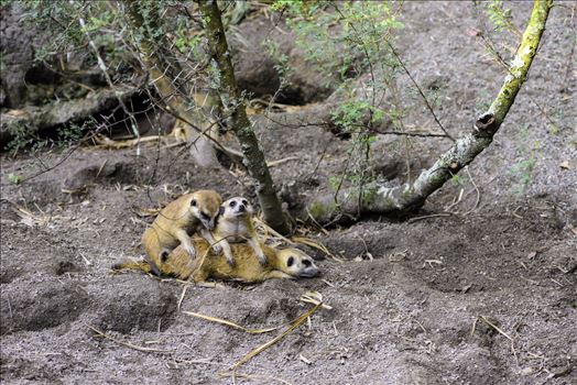 Three meerkat posing for the camera