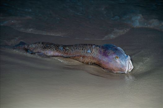 September 15 2018 Dead red fish from red tide on Panama City Beach, Florida