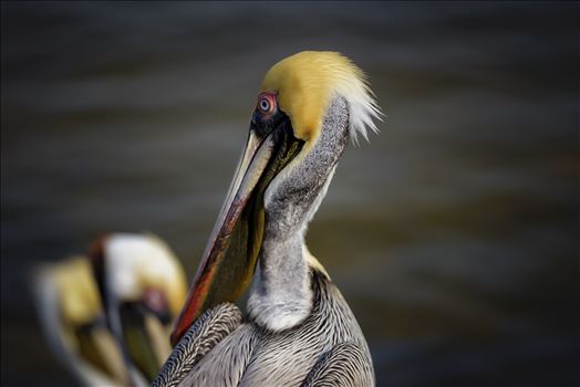 Preview of brown pelican portrait st. andrews state park 8108277.jpg