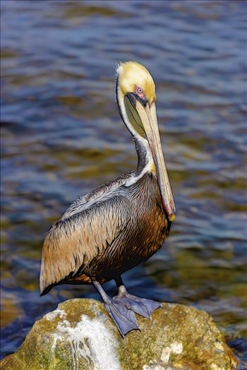 Brown Pelicans photographed at St. Andrews State Park, Panama City, Florida. USA