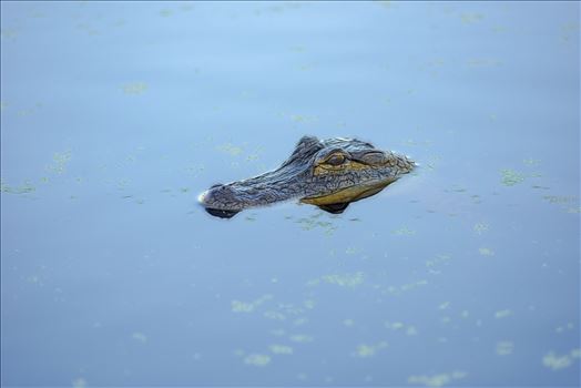 Preview of small gator at gator lake st. andrews state park panama city florida RAW3960.jpg