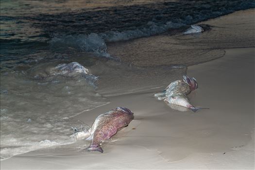September 15 2018 Dead fish from red tide on Panama City Beach, Florida