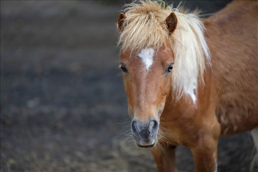 portrait of shetland pony