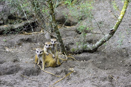 Three cute meerkat posing for camera