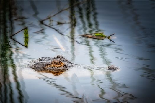Florida Alligator - Florida Alligator in St. Andrews State Park