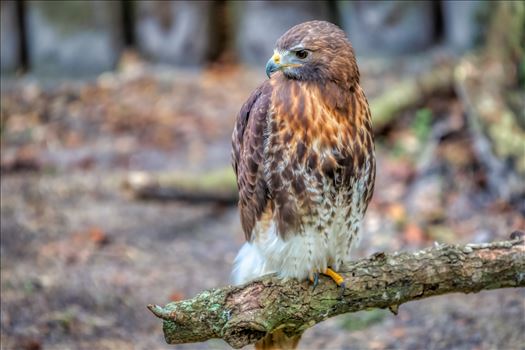 red tailed hawk perched on oak tree limb
